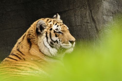 Tigras, Katė, Plėšrūnas, Gyvūnai, Zoologijos Sodas