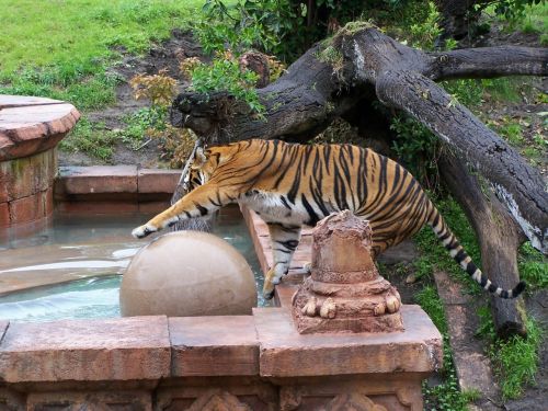 Tigras, Gyvūnų Karalystė, Disney, Zoologijos Sodas, Laukinė Gamta