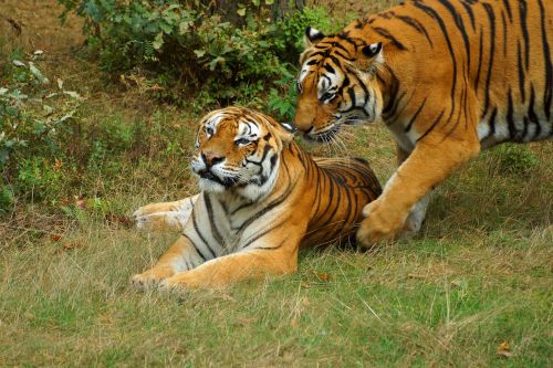 Tigras, Žaisti, Pasinerti, Panthera Tigris Altaica, Serengeti