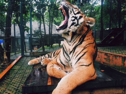 Tigras, Rėkti, Gyvūnas, Zoologijos Sodas