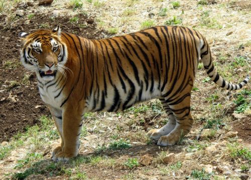 Tigras, Gyvūnai, Zoologijos Sodas, Gamta, Safari