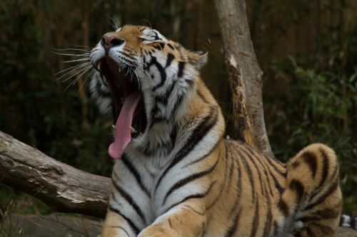 Tigras, Mieguistas, Zoologijos Sodas, Wildcat, Atsipalaiduoti