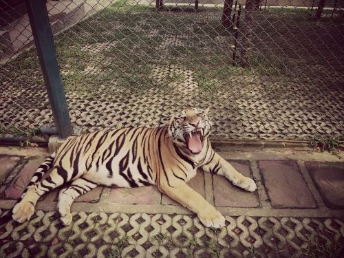 Tigras, Rėkti, Gyvūnas, Zoologijos Sodas, Narve