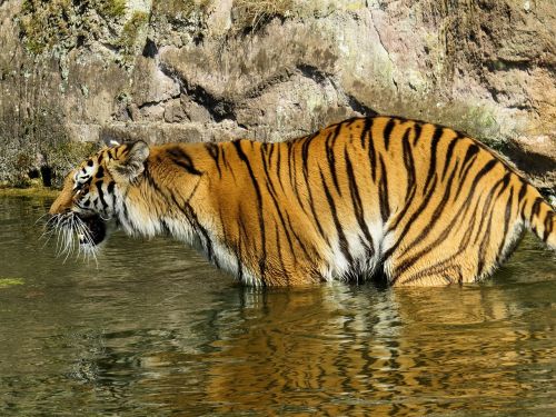Tigras,  Plėšrūnas,  Katė,  Pavojingas,  Zoologijos Sodas,  Piktas,  Vanduo,  Pasislėpęs,  Riaumoti