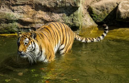 Tigras,  Plėšrūnas,  Katė,  Pavojingas,  Zoologijos Sodas,  Vanduo,  Pasislėpęs