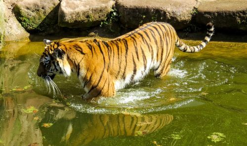 Tigras,  Plėšrūnas,  Katė,  Zoologijos Sodas,  Pavojingas,  Vanduo,  Pasislėpęs