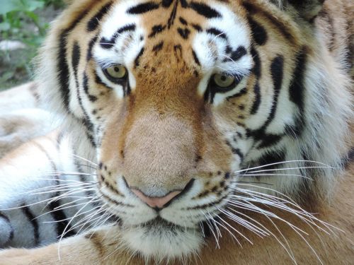 Tigras,  Katė,  Zoologijos Sodas,  Wildcat,  Pavojingas,  Uždaryti