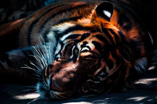 Tigras,  Laukinė Gamta,  Gyvūnas,  Katė,  Plėšrūnas,  Kačių,  Pavojingas,  Žinduolis,  Dryžuotas,  Бенгальский,  Laukiniai,  Žvėris