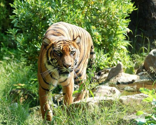 Tigras, Sumatrano Tigras, Katė, Plėšrūnas, Pavojingas, Gyvūnas, Padaras