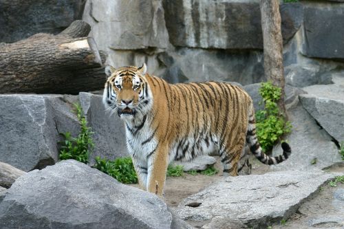 Tigras, Sumatrano Tigras, Katė, Plėšrūnas, Pavojingas, Gyvūnas, Padaras