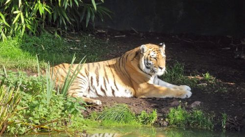 Tigras,  Zoologijos Sodas,  Hamburgas,  Katė