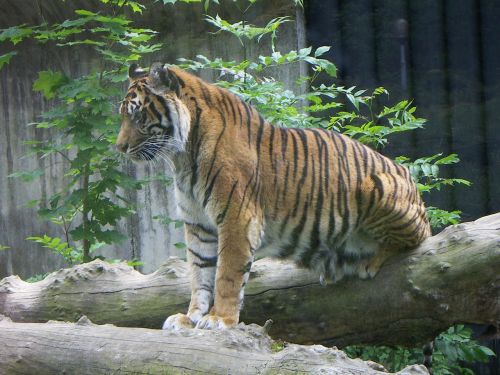 Tigras,  Didelė Katė,  Plėšrūnas,  Gamta,  Laukinė Gamta,  Zoologijos Sodas,  Sėdi,  Mėsėdis,  Kačių,  Žinduolis