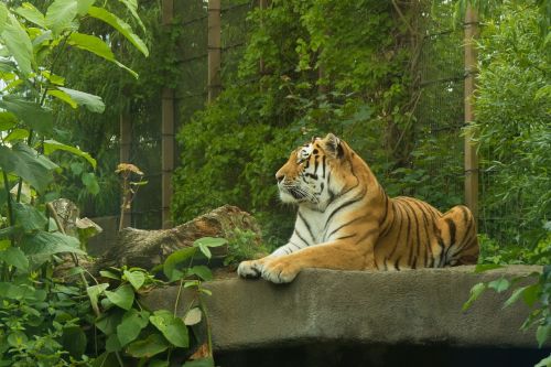 Tigras,  Korsetas Katės,  Amur Tiger