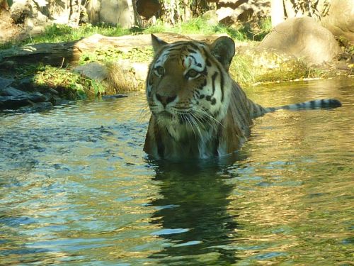 Tigras, Vanduo, Plėšrūnas, Zoologijos Sodas, Katė, Plaukti