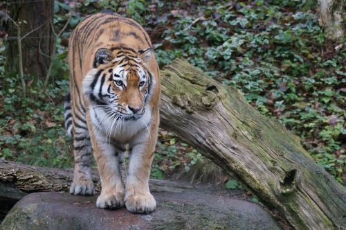 Tigras, Amurtiger, Zoologijos Sodas
