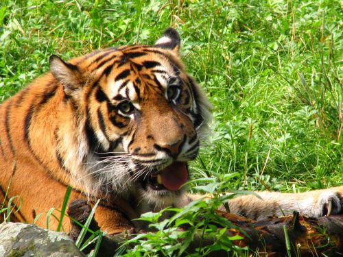 Tigras, Gyvūnų Pasaulis, Katė, Zoologijos Sodas