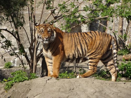 Tigras, Gyvūnas, Safari, Laukinis Katinas