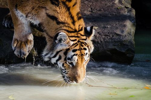 Tigras, Gerti, Baseinas, Didelė Katė, Kačių, Laukinė Gamta, Gamta, Zoologijos Sodas, Plėšrūnas, Portretas, Galva, Kailis