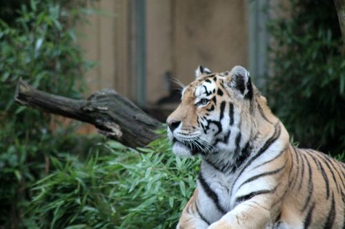 Tigras, Katė, Zoologijos Sodas, Gyvūnai, Plėšrūnas, Gamta, Didelė Katė