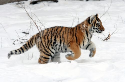 Tigro Kubas, Bėgimas, Tigras, Sniegas, Žiema, Didelė Katė, Jaunas, Plėšrūnas, Kačių, Laukinė Gamta, Gamta, Žinduolis, Juostelės, Kailis, Panthera