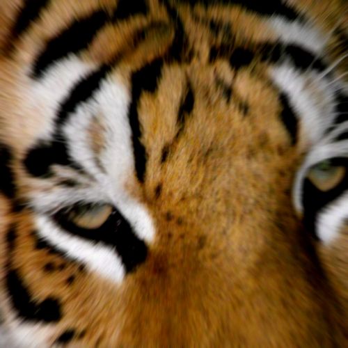 Tigras,  Laukinė Gamta,  Gamta,  Didelis & Nbsp,  Katinas,  Katė,  Oranžinė,  Juoda,  Juostelės,  Gyvūnas,  Tigro Veidas