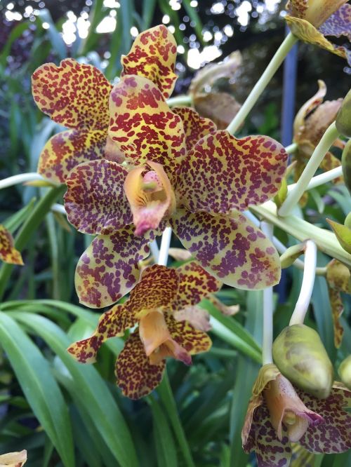 Tigro Orchidėja, Augalai, Gamta