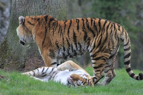 Tirai,  Moteriškas Tigras,  Gyvūnai,  Zoologijos Sode