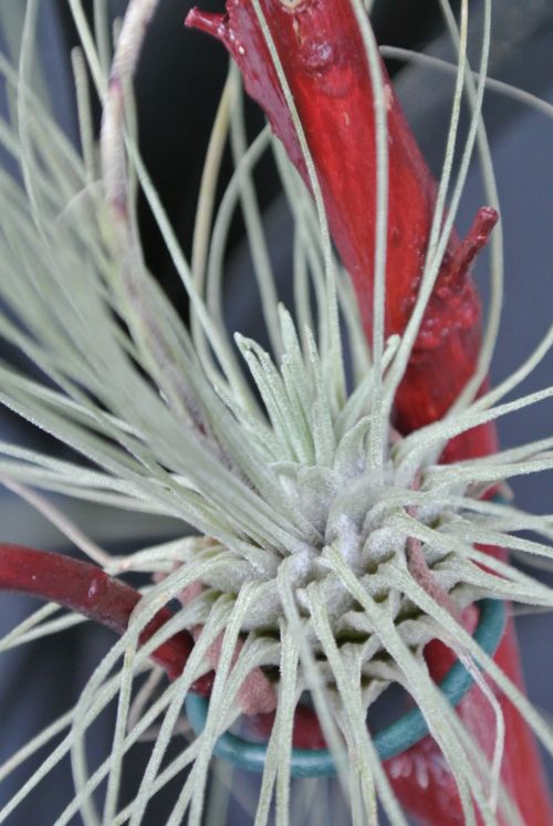 Tillandsia,  Fukssija,  Tillandsia Fuchsii