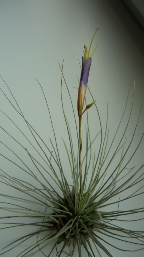 Tillandsia,  Fukssija,  Tillandsia Fuchsii