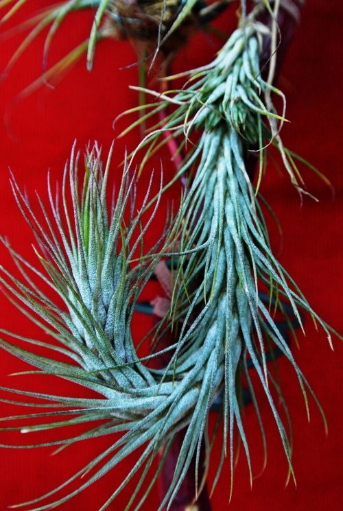 Tillandsia,  Funckiana,  Gėlė,  Tillandsia,  Medis,  Žiedas,  Tillandsia Funckiana