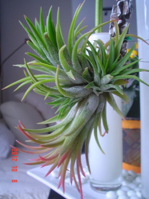 Tillandsia,  Ionantha,  Gėlės,  Gėlė,  Tillandsia Ionantha