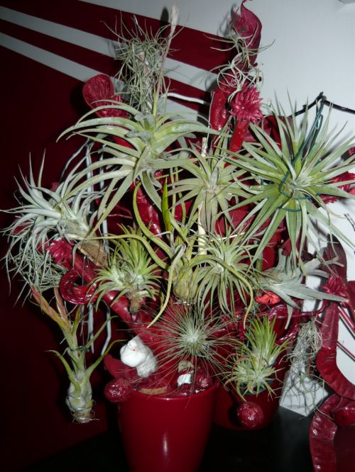 Medis,  Tillandsia,  Tilandsia & Nbsp,  Medis,  Tillandsia Medis