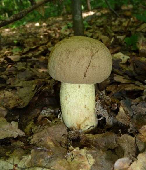 Tina Suillus, Grybai, Dickröhrling, Boletaceae, Valgomieji, Statendpilz, Boletus Impolitus, Hemileccinum Impolitum, Jodo Suillus, Miško Grybai, Augalas, Gamta