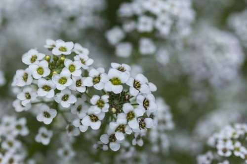 Mažos Baltos Gėlės, Baltos Gėlės, Iš Arti, Gamta