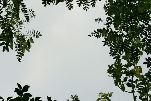Medis,  Tipuana,  Žalias,  Lapija,  Dangus,  Tipuanos Medis Žalia Lapija