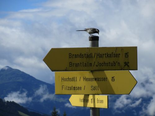 Tirol, Kalnas, Kalnai, Paukštis, Lenta, Alpės, Austria, Debesys, Gamta