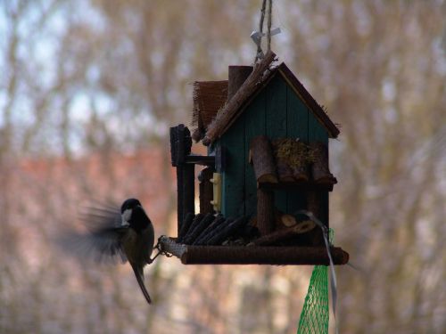 Šunys, Aviary, Paukštis, Gyvūnai