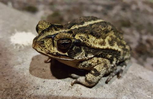 Rupūžė, Persijos Įlankos Pakrantės Varlė, Kiaurastis, Croaking, Amfibija, Bufo, Iš Arti, Gyvūnas, Fauna, Tubercles, Raštuotas, Karpos, Karpis, Valliceps, Incilius Valliceps