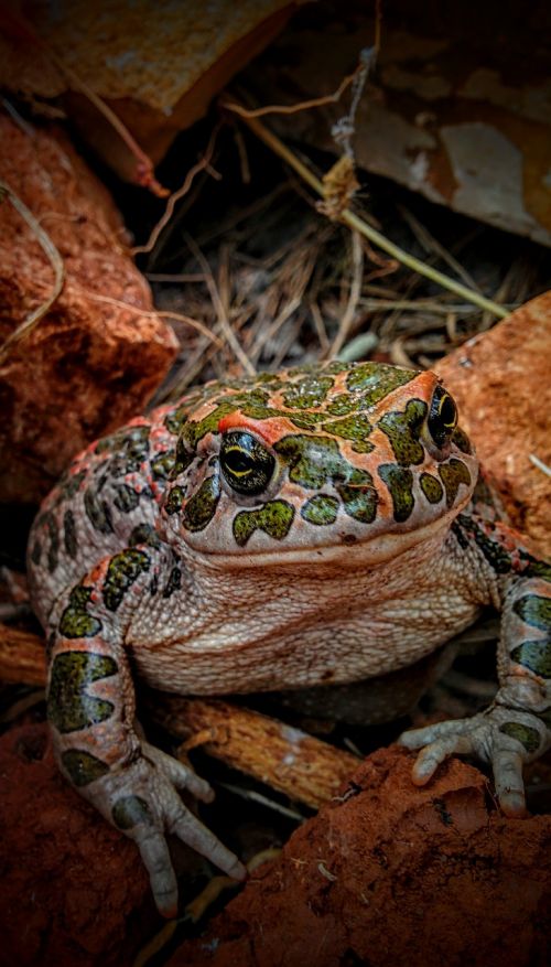 Rupūžė, Varlė, Gamta, Gyvūnas, Laukinė Gamta, Amfibija, Mažas, Žalias, Akis, Makro, Laukiniai, Ekologija, Kermit