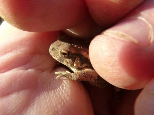 Rupūžė, Sapito, Mažas, Ranka, Mažas, Apsauga, Batrachian, Bufo Bufo