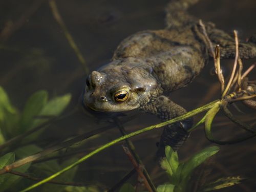 Rupūžė, Amfibija, Laukinė Gamta, Gamta, Šokinėti, Vanduo