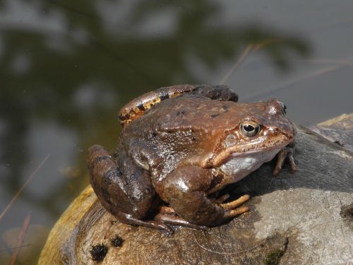 Rupūžė, Akmuo, Uždaryti, Gamta, Gyvūnas, Bachas