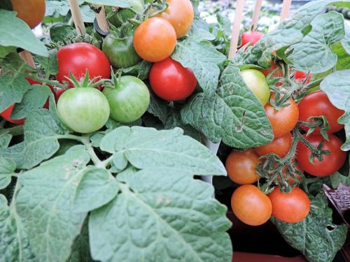 Pomidorai,  Žalias,  Augalas,  Apdaila,  Ornamentas,  Gamta,  Daržovės,  Pomidorai