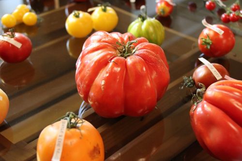 Pomidoras, Pomidorai, Prinokę, Raudona, Palikuonys, Geltona, Žalias, Vynmedis, Stalas