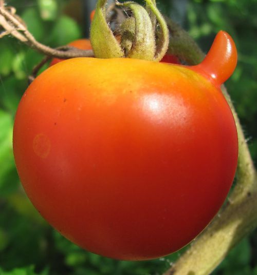 Pomidoras, Maisto Kultūra, Raudona, Juokingas Perviršis