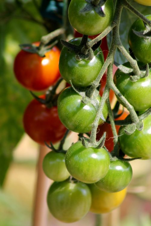 Pomidoras, Vaisiai, Daržovės, Valgyti, Maistas, Vitaminai, Vegetariškas