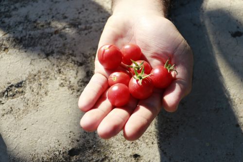 Pomidoras, Raudona, Kaimas, Rankos, Gamta