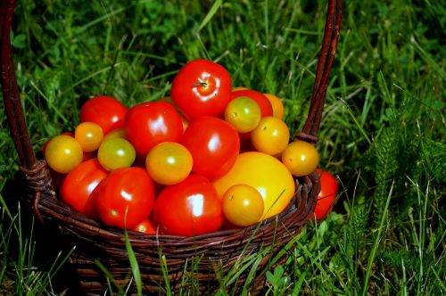 Pomidorai, Maistas, Vitaminai, Gamta, Daržovės