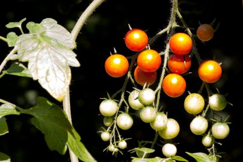 Pomidoras, Solanum Lycopersicum, Paradeisapfel, Užaugę, Nachtschattengewächs, Maistas, Vakarietiški Pomidorai, Brendimas, Prinokę