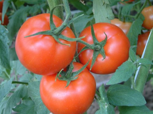 Pomidoras, Pomidorai, Féldeterminált